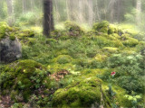 16 -Tanglewoods