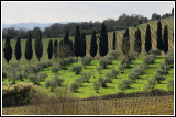 Castellina in Chianti