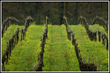 Vineyard Geometry