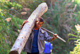6059 Balancing his cargo with leverage using a stick as he walks up the hill to deposit this log and repeat the process. 