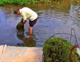 0482 The gathering of stream plants to feed the fish in the ponds.