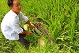 1050 Cleaning the bamboo filter that keeps fish in the paddy.