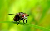 0940 Class: Diptera