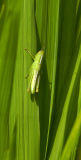 0944 Order: Orthoptera