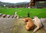2225 Dog's eye view.