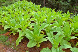 0196 Growing tobacco for local use.