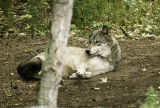 Wolf, Internation Wolf Center