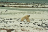 Bears Sparring