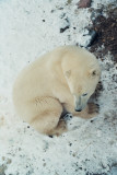 Polar bear drinking from warm wastewater at camp