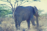 On safari in Kenya