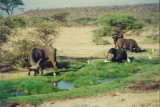 On safari in Kenya