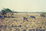 On safari in Kenya