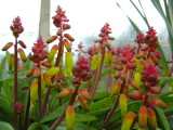 Greenhouse Flowers