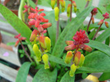 Greenhouse Flowers