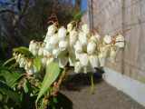 Spring Flowers