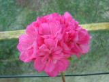 Greenhouse Flowers