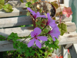 Greenhouse Flowers