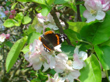 Red admiral feeding on apple blossom