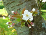 Spring Flowers