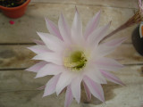 Greenhouse Flowers