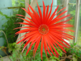 Greenhouse Flowers