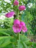 Spring Flowers