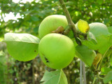 Apple Harvest 2007