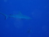North Horn Osprey Reef  & Shark feed day 2 (2)