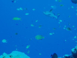 North Horn Osprey Reef  & Shark feed day 2 (20)