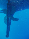 North Horn Osprey Reef  & Shark feed day 2 (23)