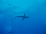 North Horn Osprey Reef  & Shark feed day 2 (27)