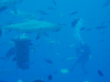North Horn Osprey Reef  & Shark feed day 2 (31)