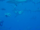 North Horn Osprey Reef  & Shark feed day 2 (36)
