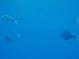 North Horn Osprey Reef  & Shark feed day 2 (67)