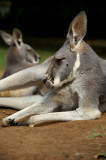 Red Kangaroo