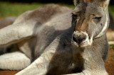 Red Kangaroo 2