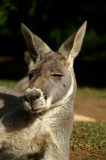 Red Kangaroo 3