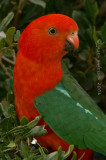 King Parrot (male) - <I>Alisterus scapularis<I>