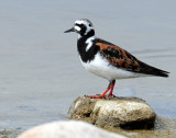 Turnstone, Ruddy