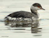 Grebe Horned D-006.jpg