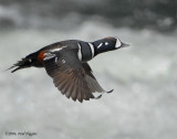 Duck Harlequin D-041.jpg