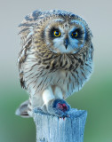 Owl Shot-eared D-049.jpg