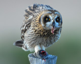 Owl Shot-eared D-050.jpg