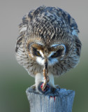 Owl Shot-eared D-053.jpg