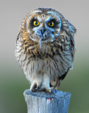 Owl Shot-eared D-057.jpg