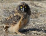 Owl Short-eared D-065.jpg