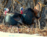 Turkey Merriams D-028.jpg