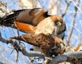 Hawk Red-tailed D-026.jpg