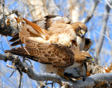Hawk Red-tailed D-030.jpg