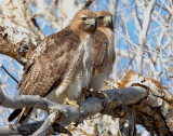 Hawk Red-tailed D-036.jpg
